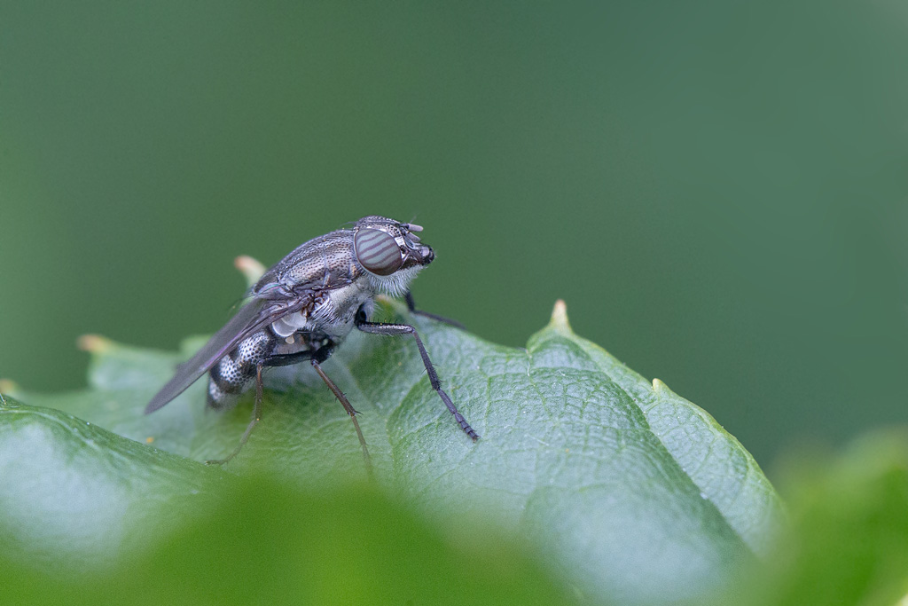 Stomorhina lunata J Rivière.jpg