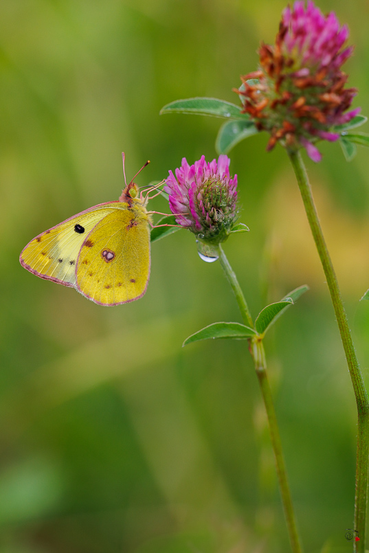 Soufré (Colias hyale)-3.jpg