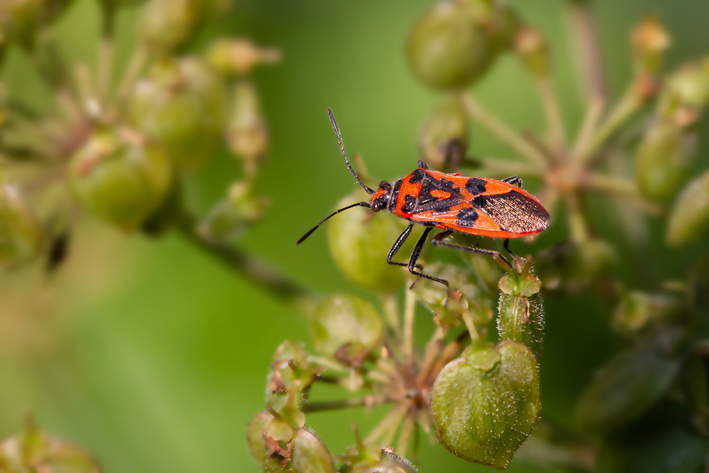 Corise de la Jusquiame Corizus hyoscyami ssp. hyoscyami 3.jpg