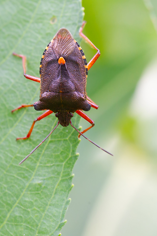 Pentatoma rufipes 5.jpg