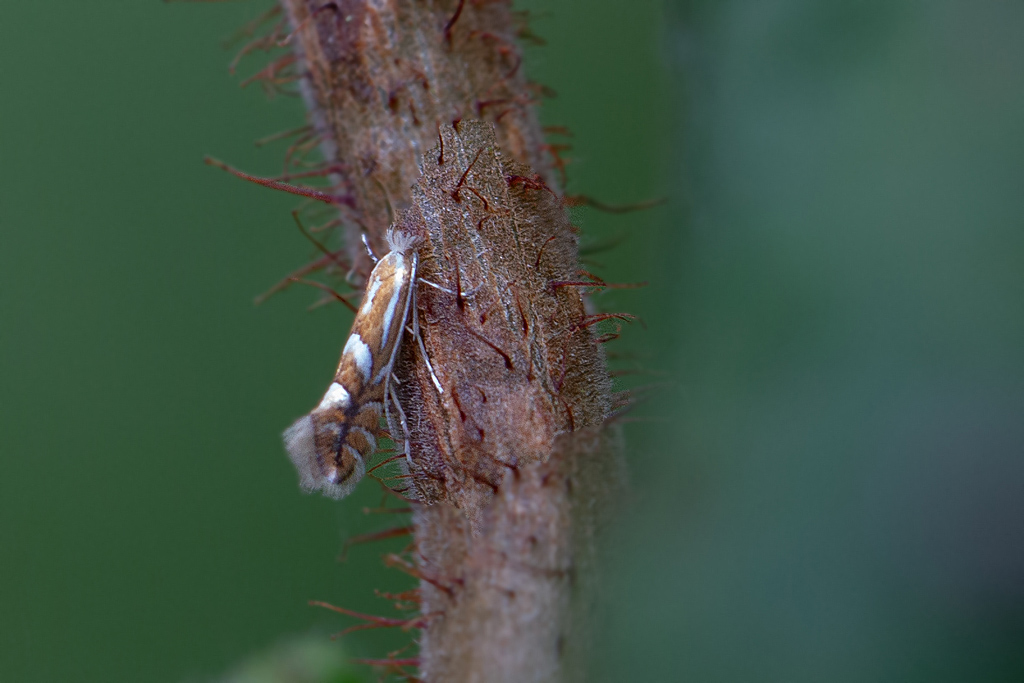 Phyllonorycter sp.jpg