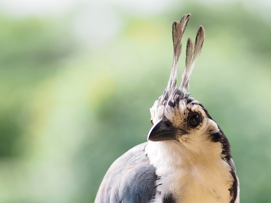 Geai a gorge blanche Retouche.JPG