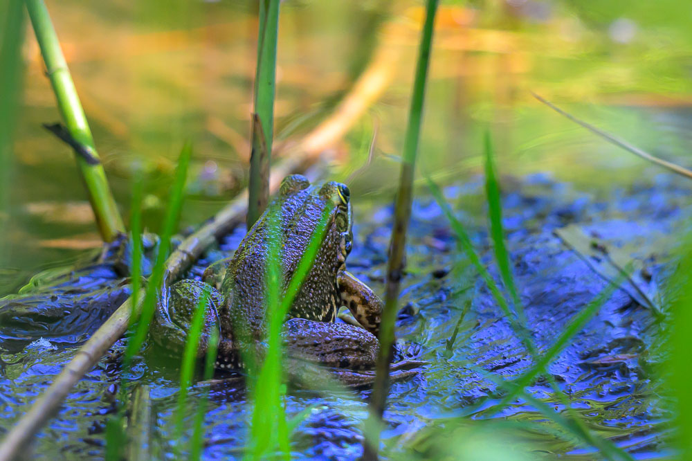 Grenouille verte_7.jpg