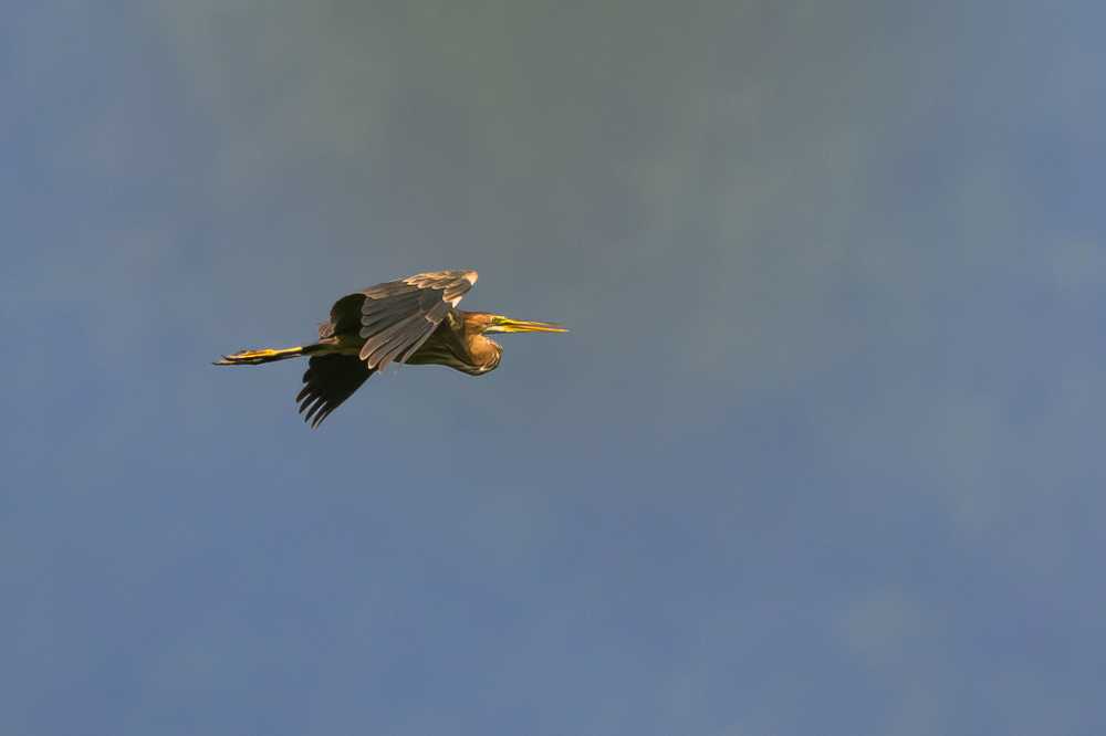 Heron pourpre-23.jpg
