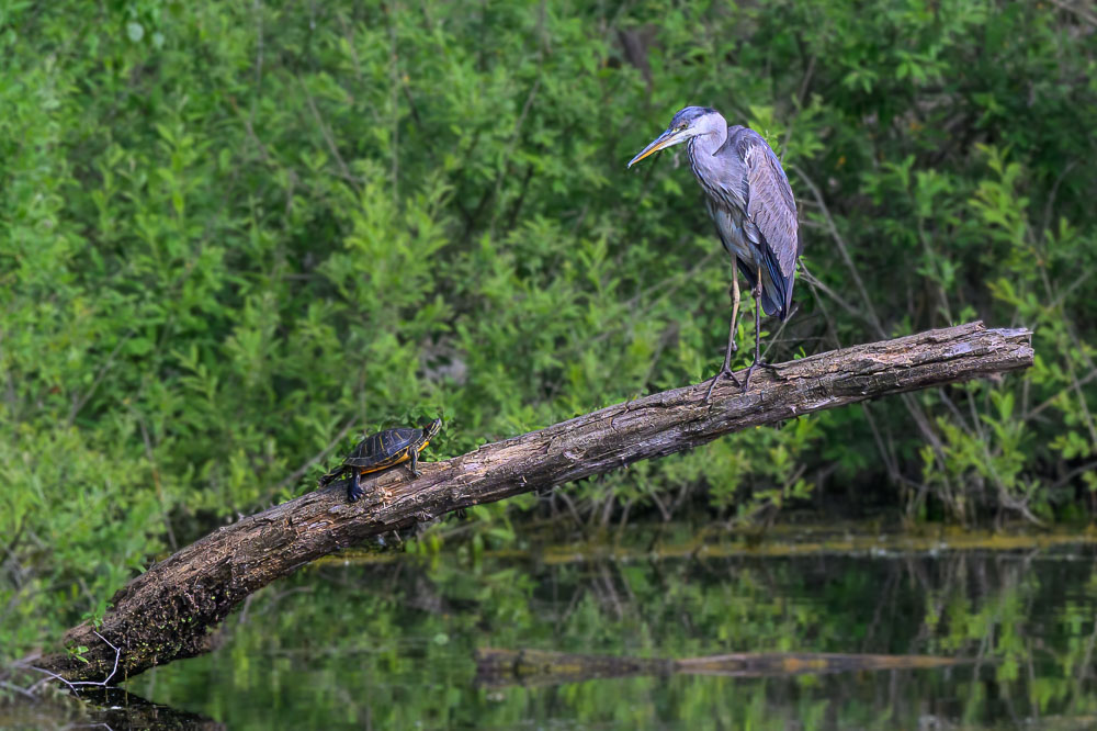Heron cendre-49.jpg
