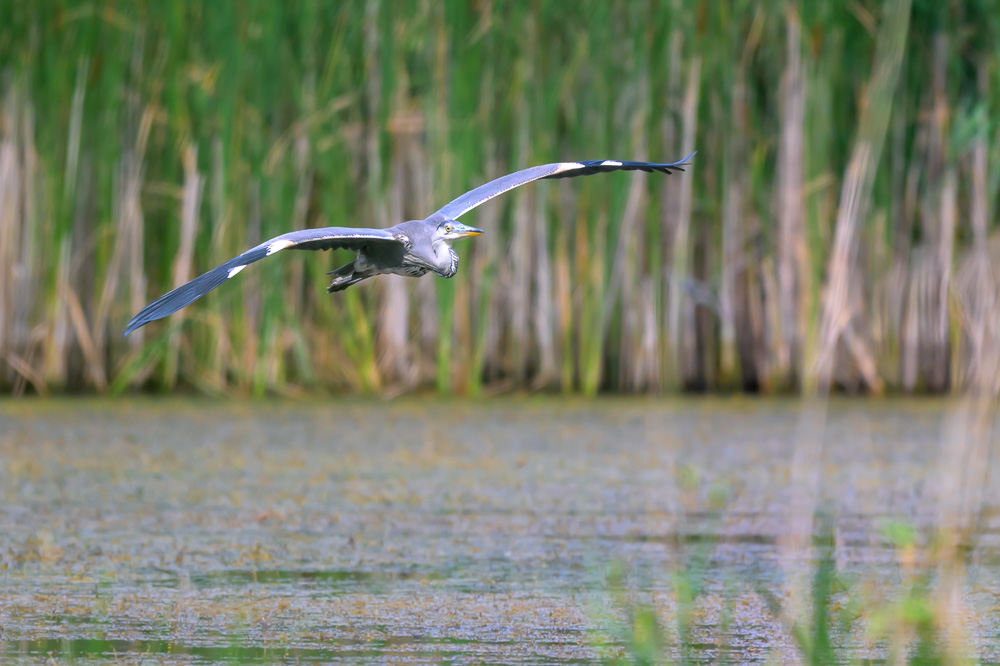 Heron cendre-52.jpg