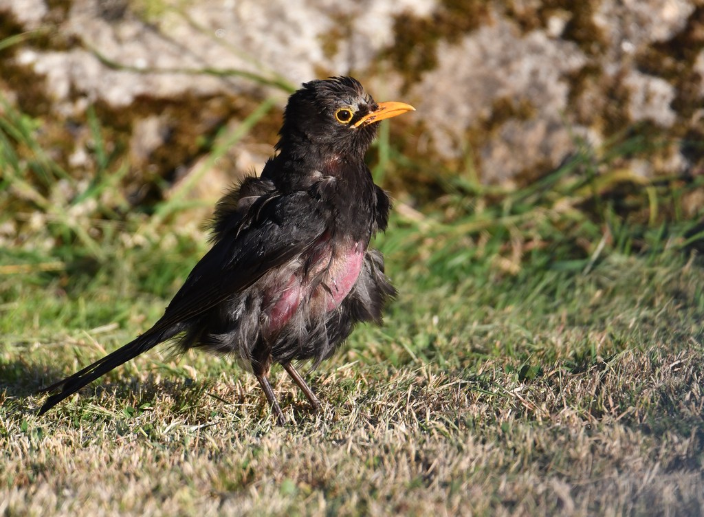DSC_4606.jpg