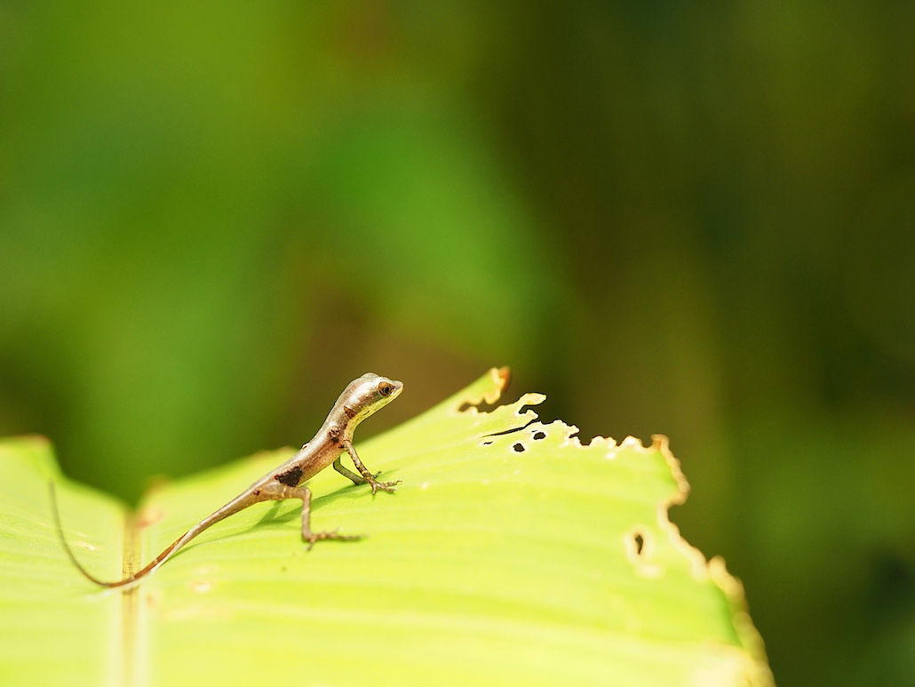 Gecko.JPG