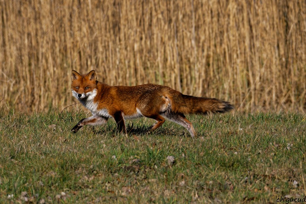 DSC_1508_DxO.jpg