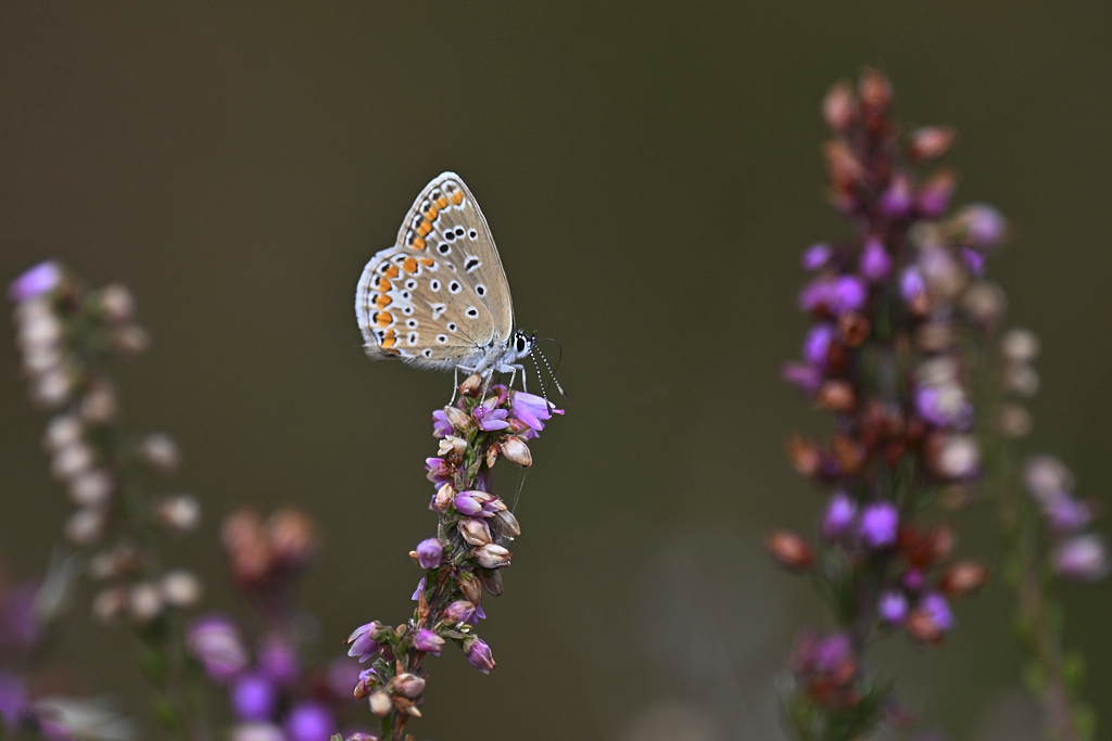 b 7065_1_03 Argus bleu.jpg