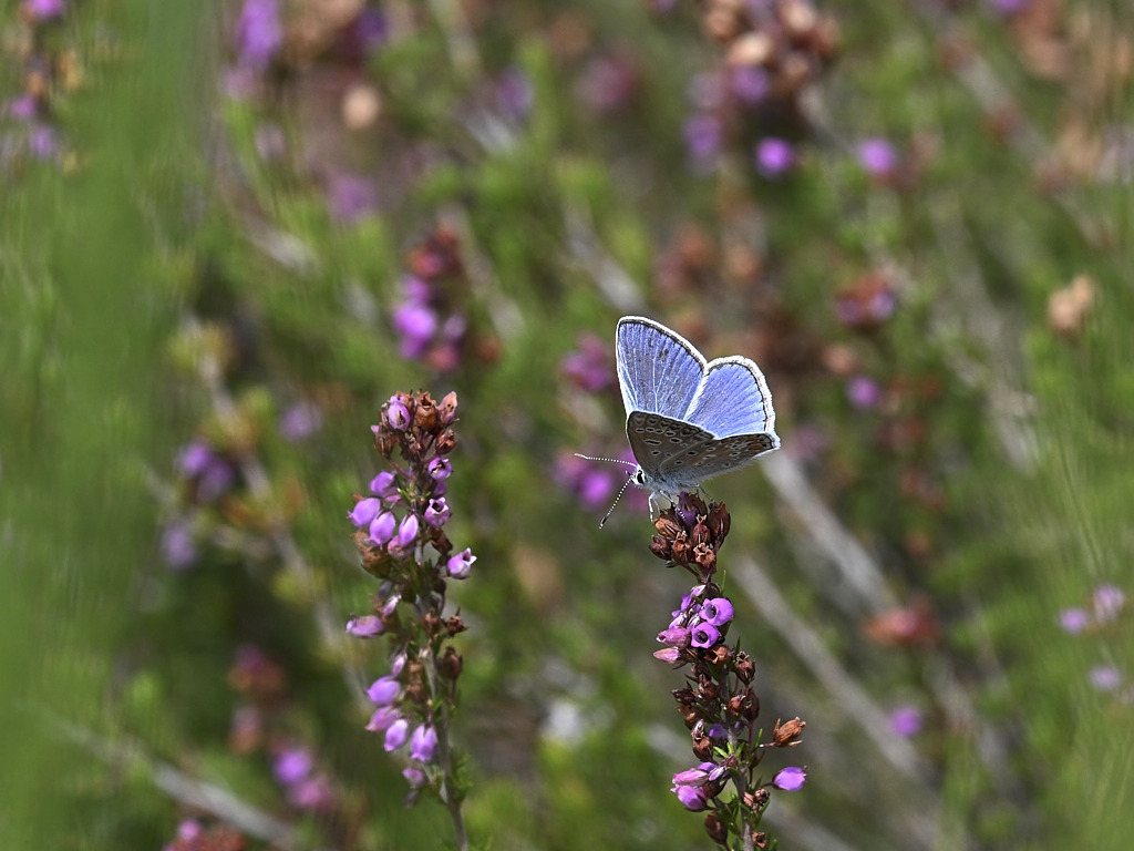 b 7184_1_03 Argus bleu.jpg