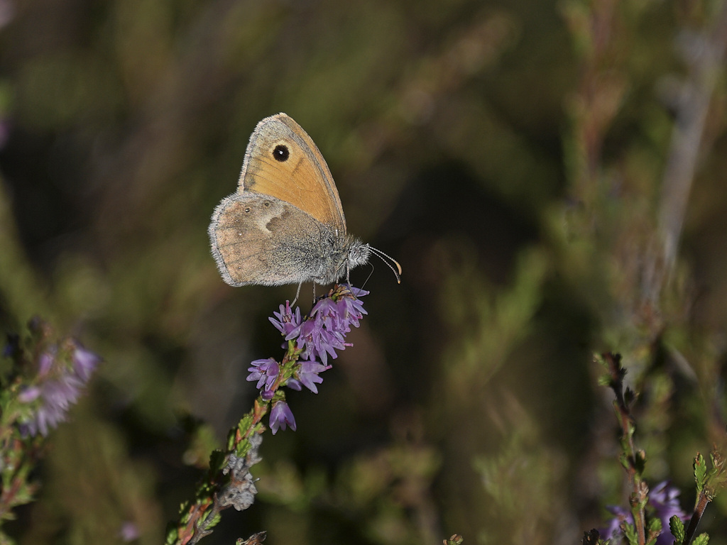 d 7413_1_03 Fadet commun.jpg