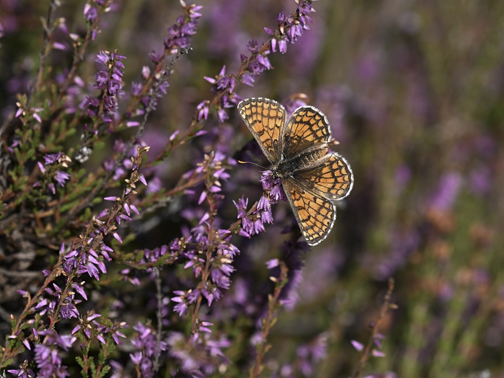 d 7472_1_02 Mélitée des centaurées.jpg