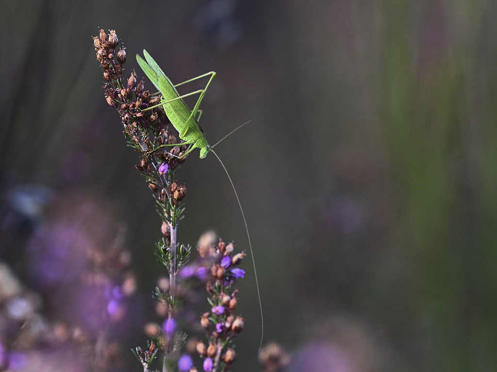 d 7483_1_01 Sauterelle verte.jpg