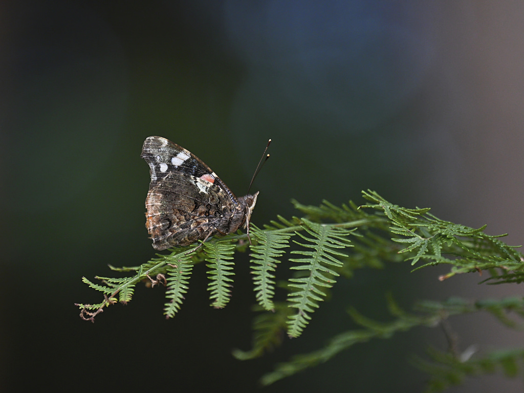 d 74536_1_04 Vulcain.jpg