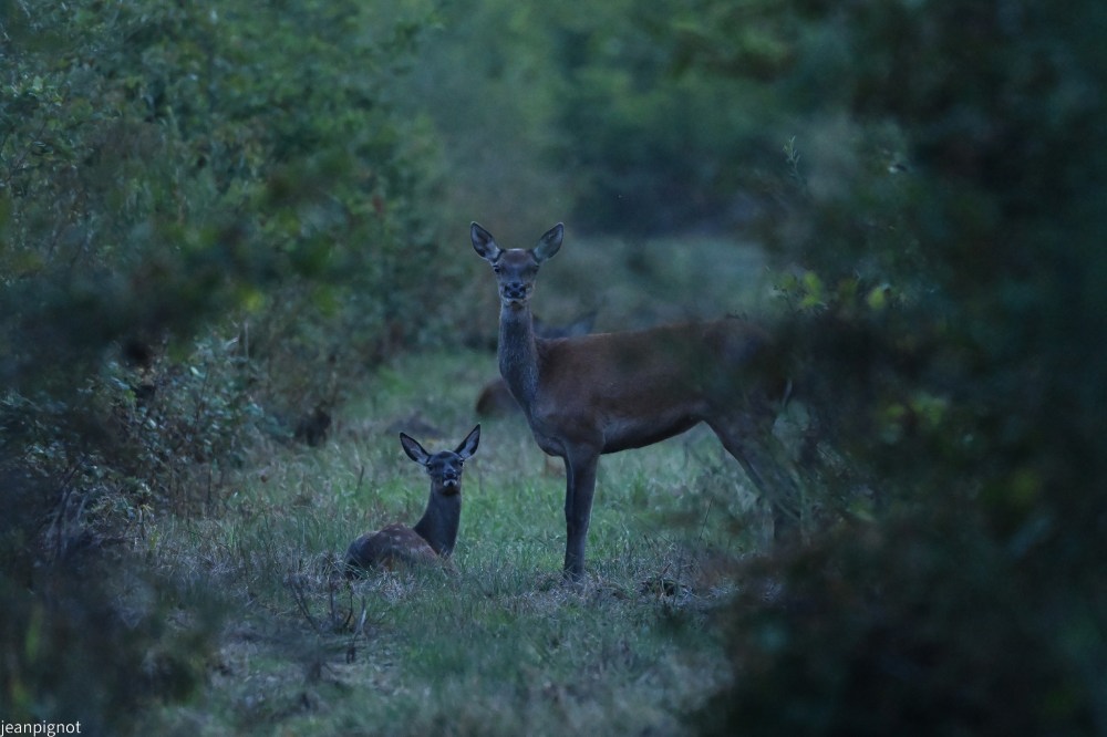 N11 biche et son faon.JPG