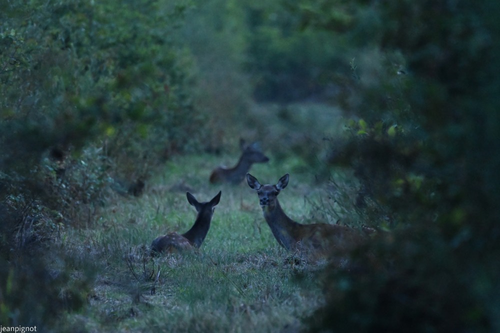 N10 biche et son faon d abord couchée.JPG