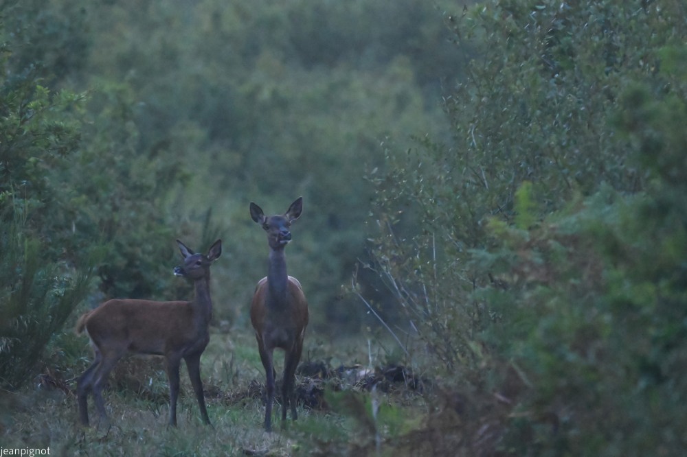 N9 biche et son faon.JPG