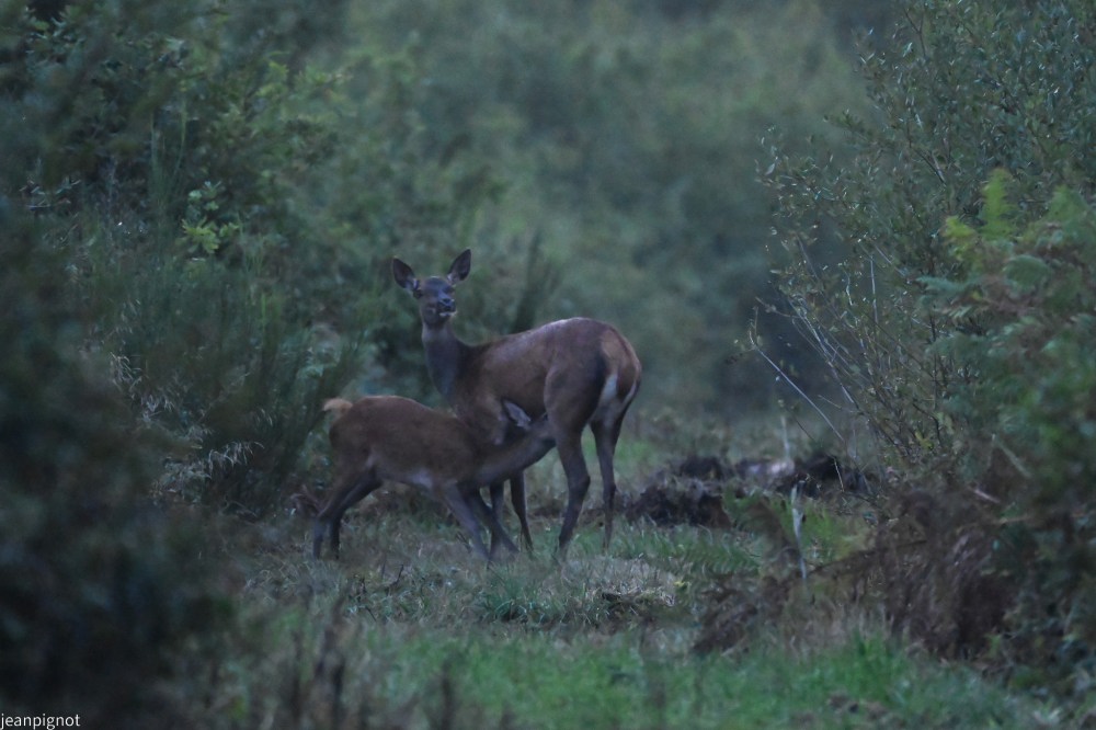 N8 biche allaittant.JPG
