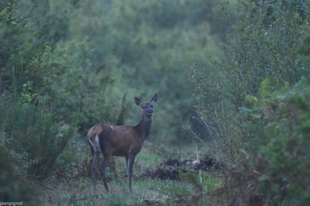 N6 d abord la biche toute seul.JPG