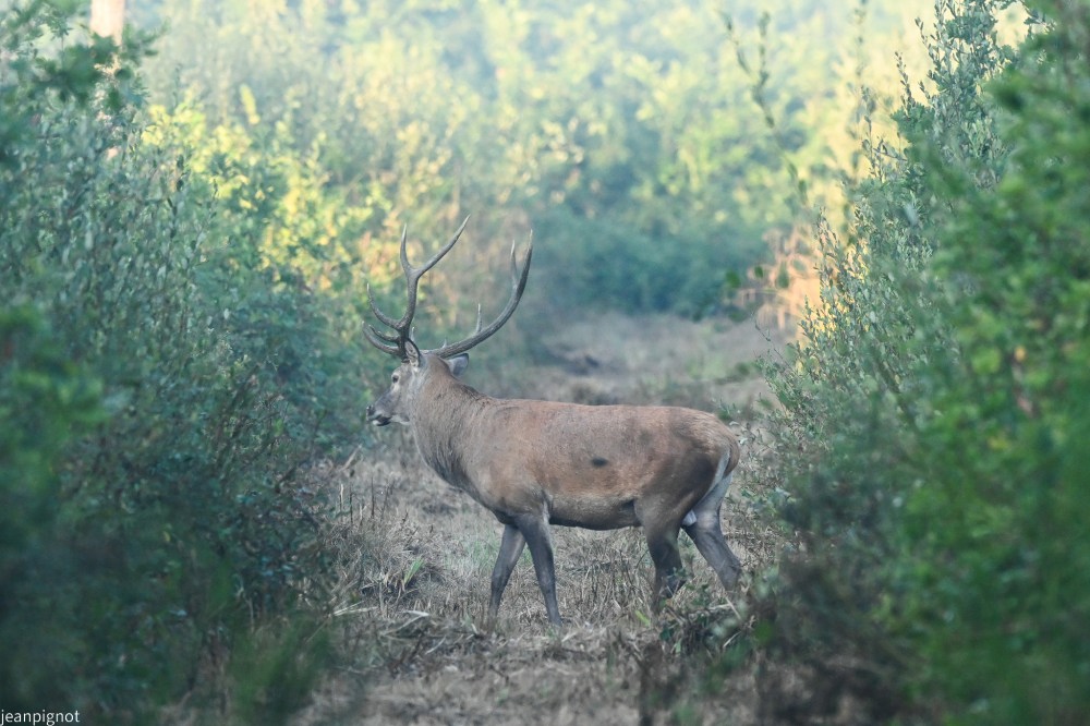 N5 10 cors du matin.JPG