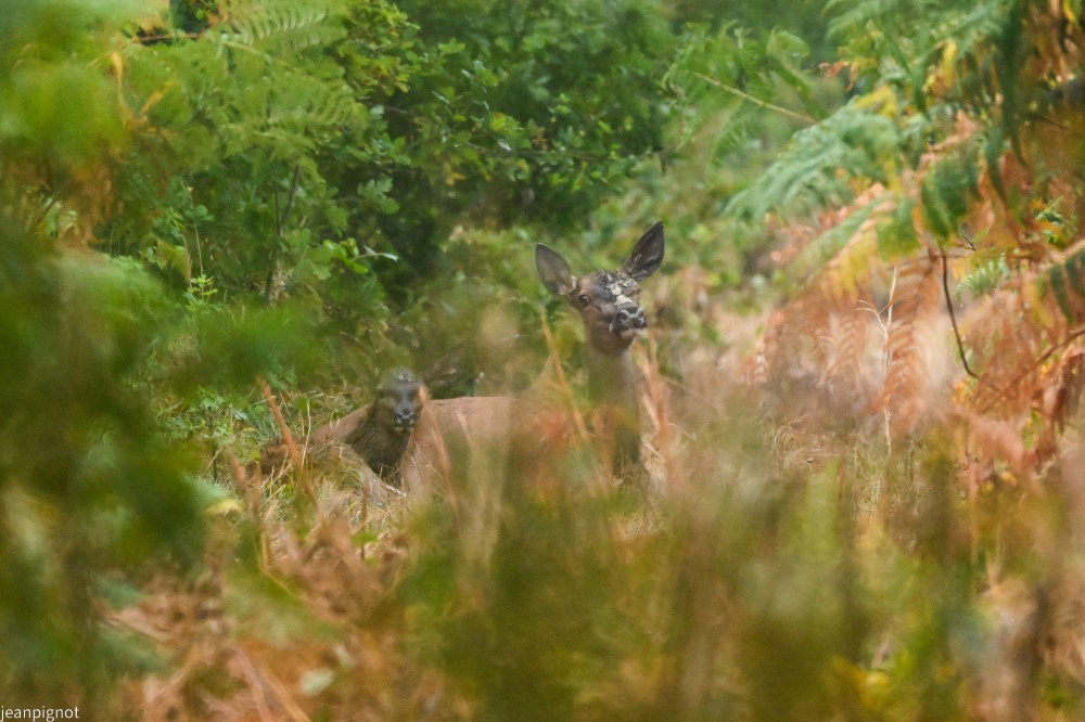 N1 biche et faon couché le matin.JPG