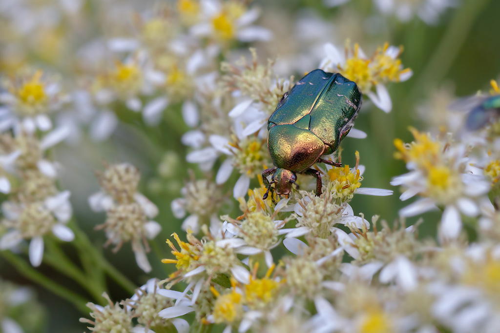 Cetonia aurata - Cétoine dorée  9.jpg