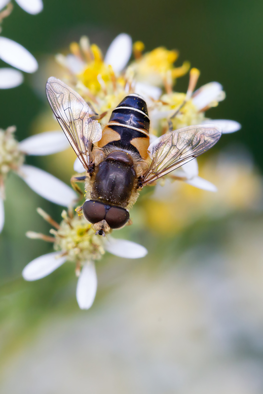 Eristalis tenax - éristale tenax 8.jpg