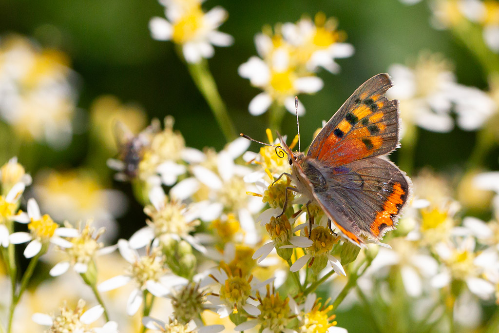 Le Cuivré commun - Lycaena phlaeas 7.jpg