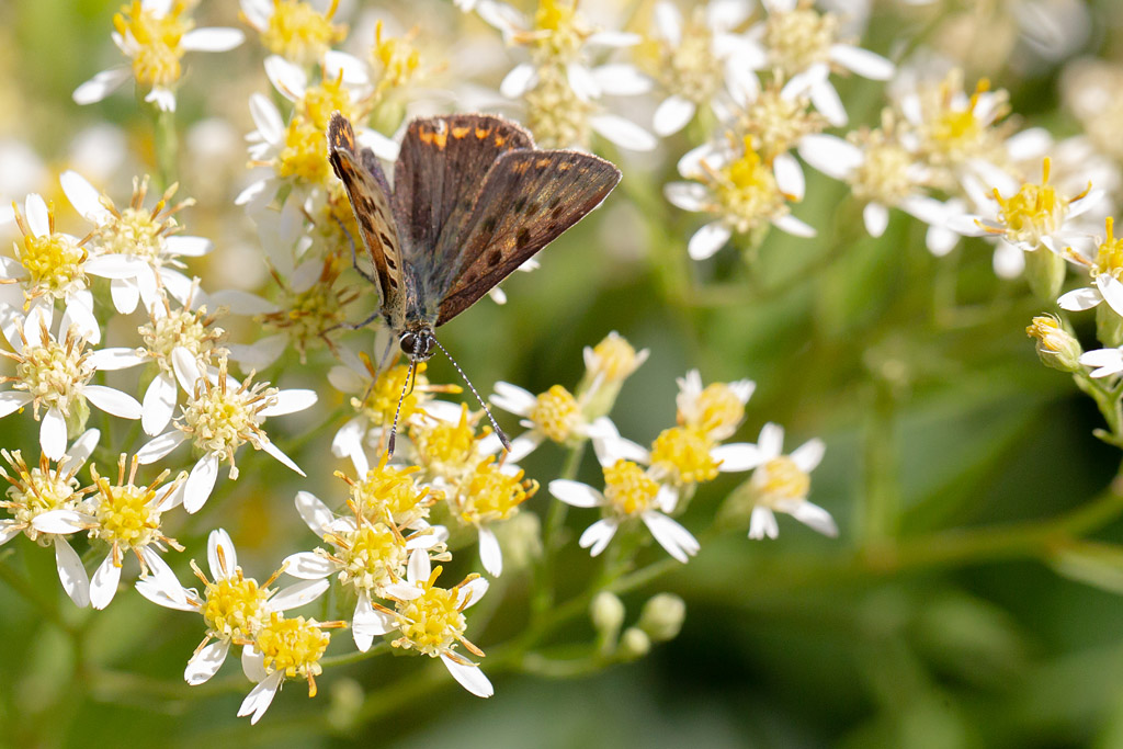 Le Cuivré commun  femelle- Lycaena phlaeas 8.jpg