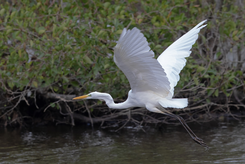 Grande aigrette 48.jpg