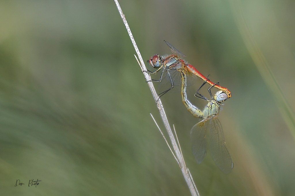 DSC_9338IN.jpg