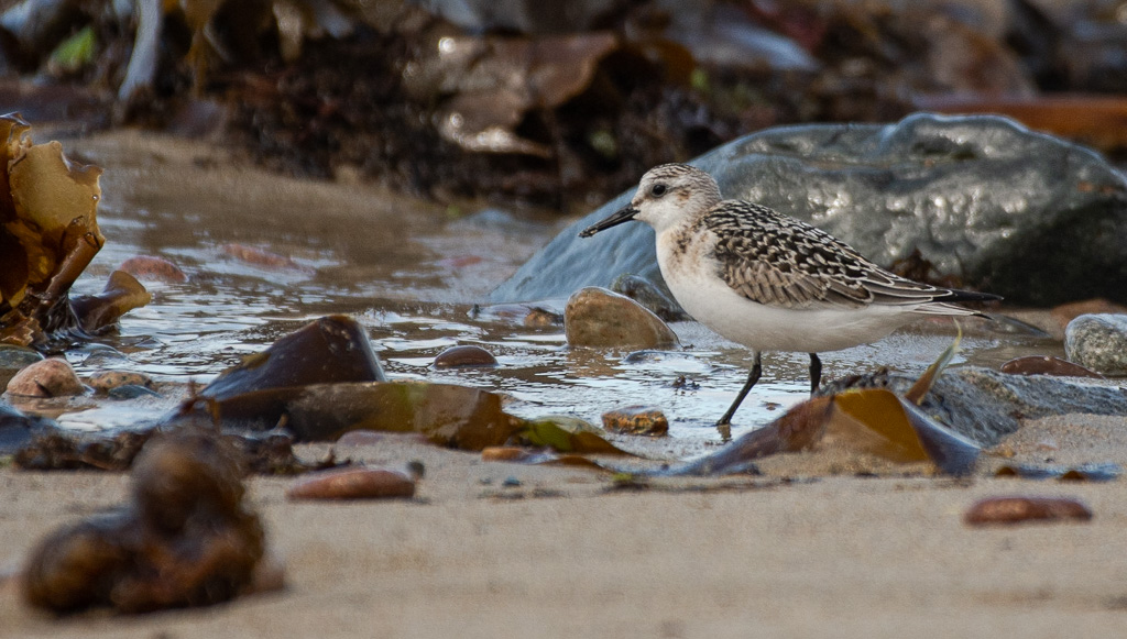 -13- Bécasseau sanderling (1).jpg