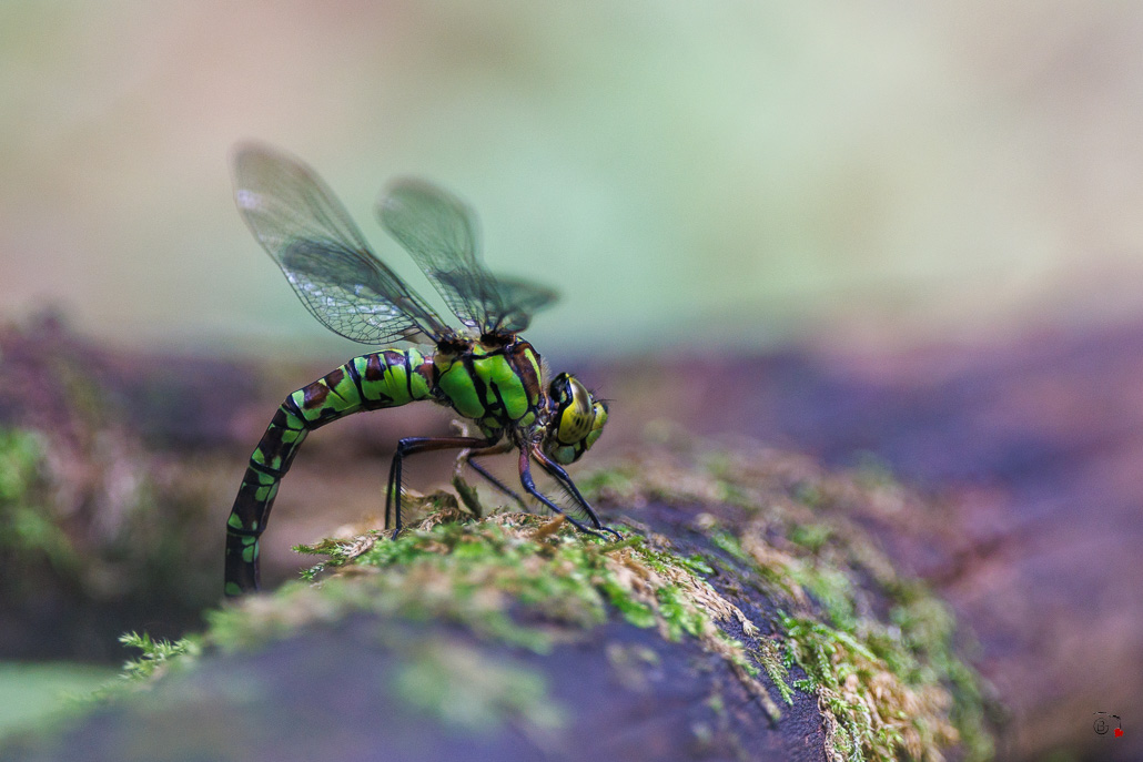 Aeschne bleue (Aeshna cyanea) - Southern hawker or Blue hawker-2.jpg