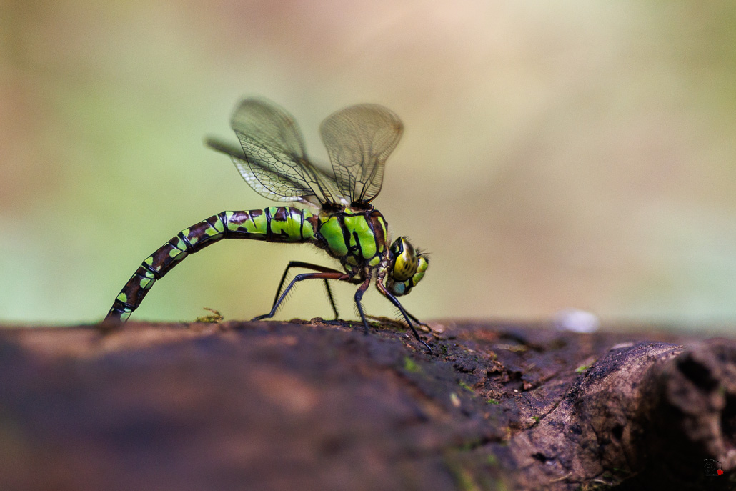 Aeschne bleue (Aeshna cyanea) - Southern hawker or Blue hawker-10.jpg