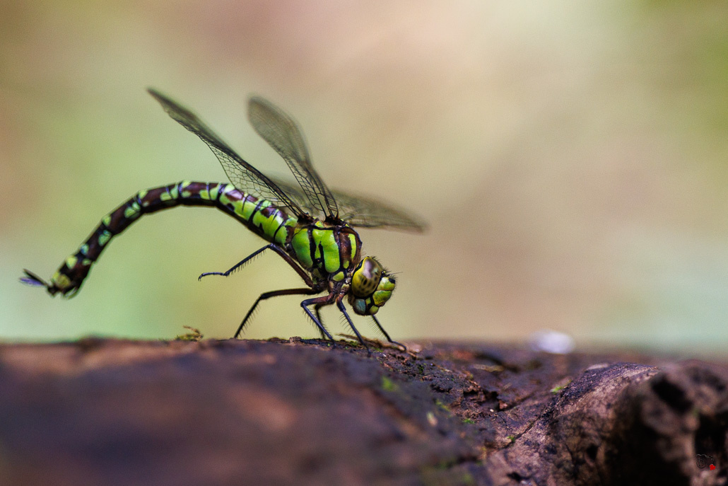 Aeschne bleue (Aeshna cyanea) - Southern hawker or Blue hawker-11.jpg