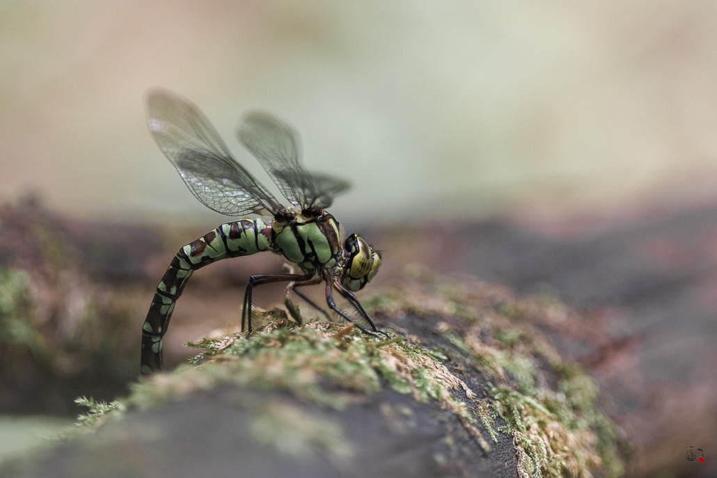 Aeschne bleue (Aeshna cyanea) - Southern hawker or Blue hawker-2.jpg