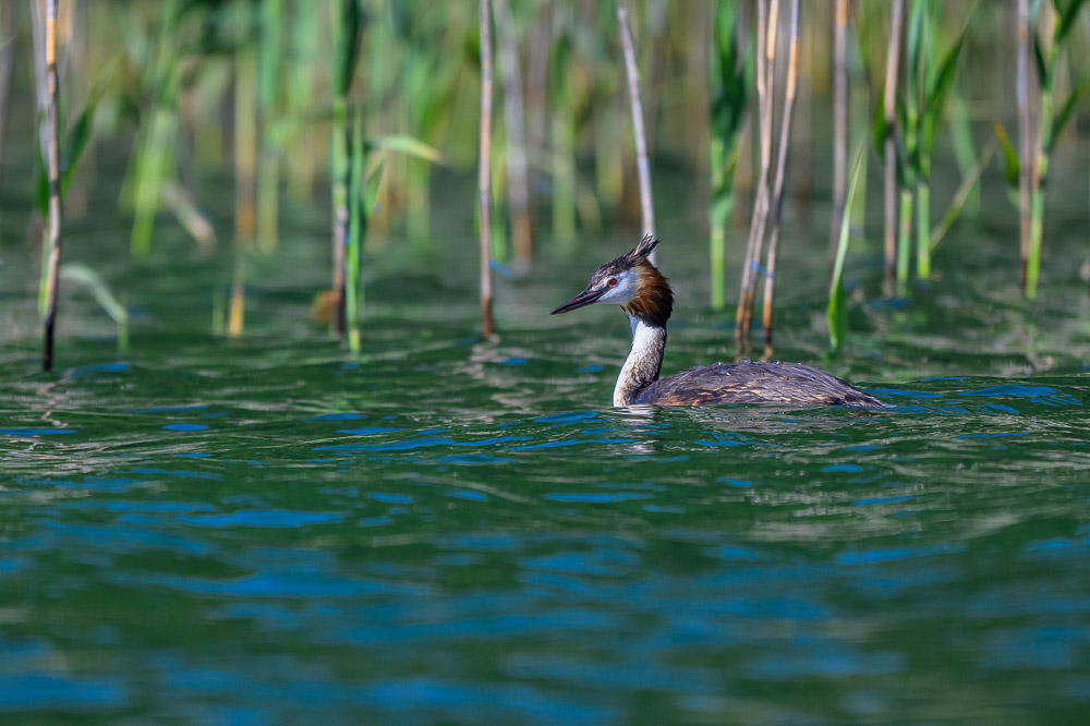 Grebe-83.jpg