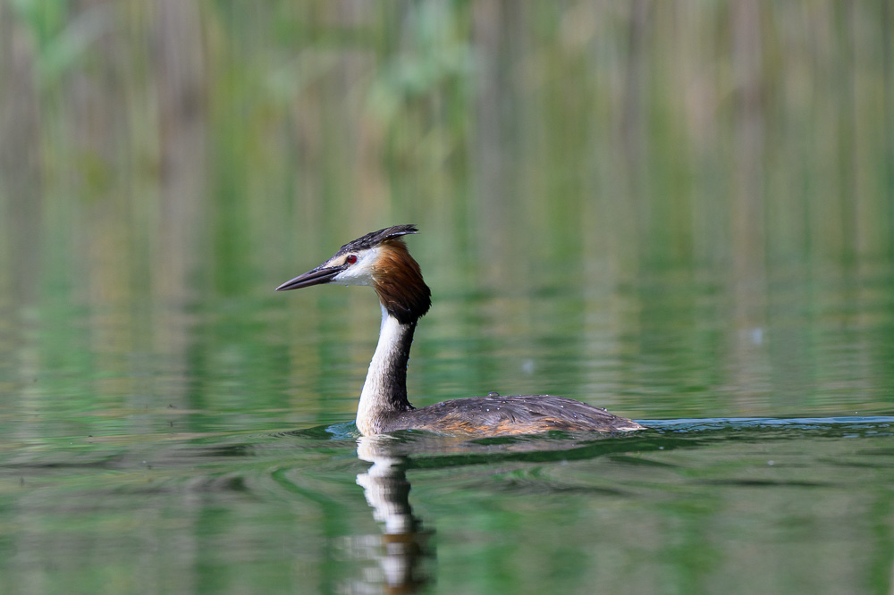 Grebe-79.jpg
