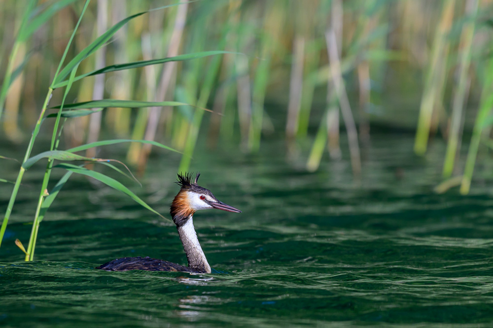 Grebe-88.jpg