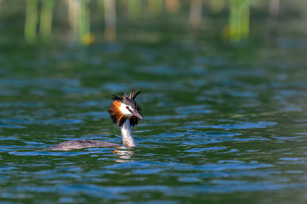 Grebe-94.jpg