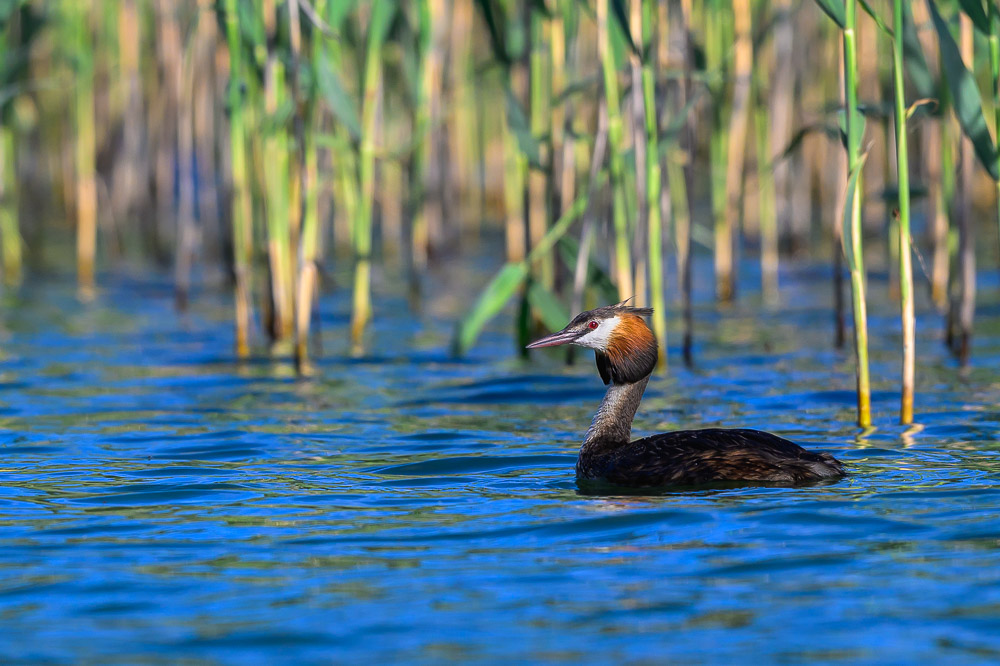 Grebe-107.jpg