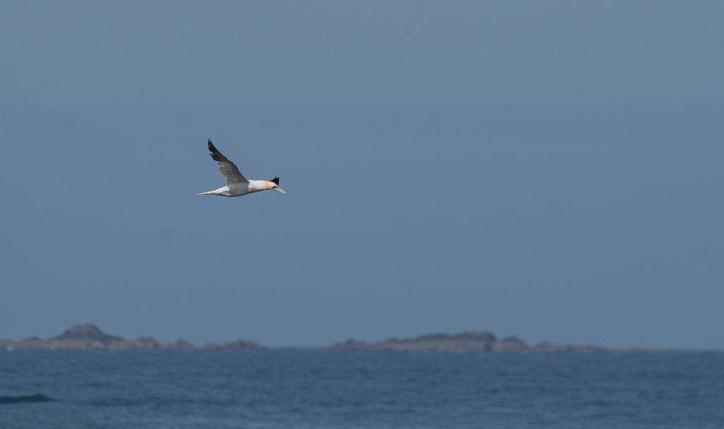 Fou de Bassant -1-.jpg