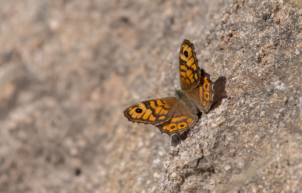 Papillon. La Mégère.jpg
