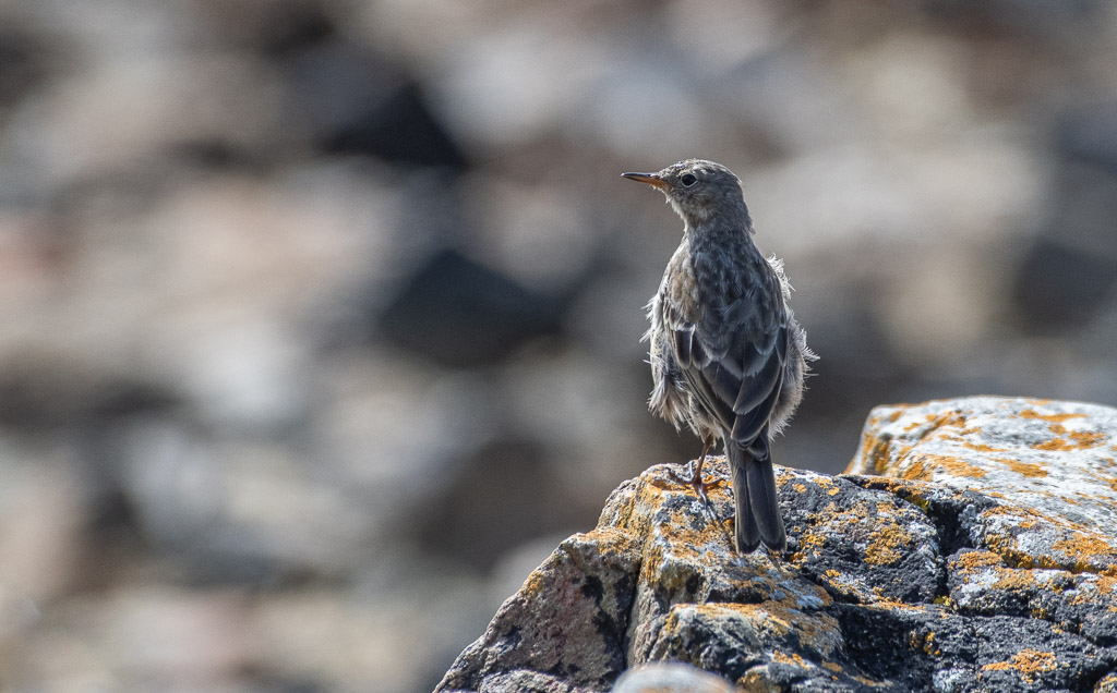 Pipit maritime -0-.jpg
