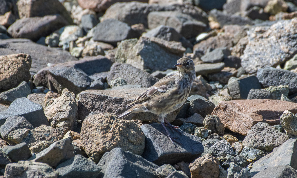Pipit maritime -1-.jpg