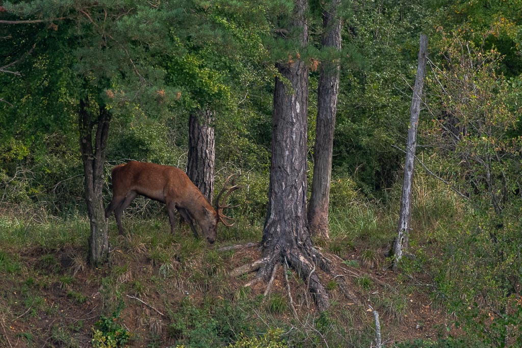 Cerf -0-.jpg