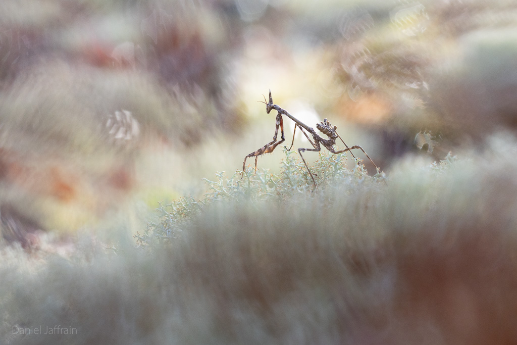 Image et Nature-1-134.jpg