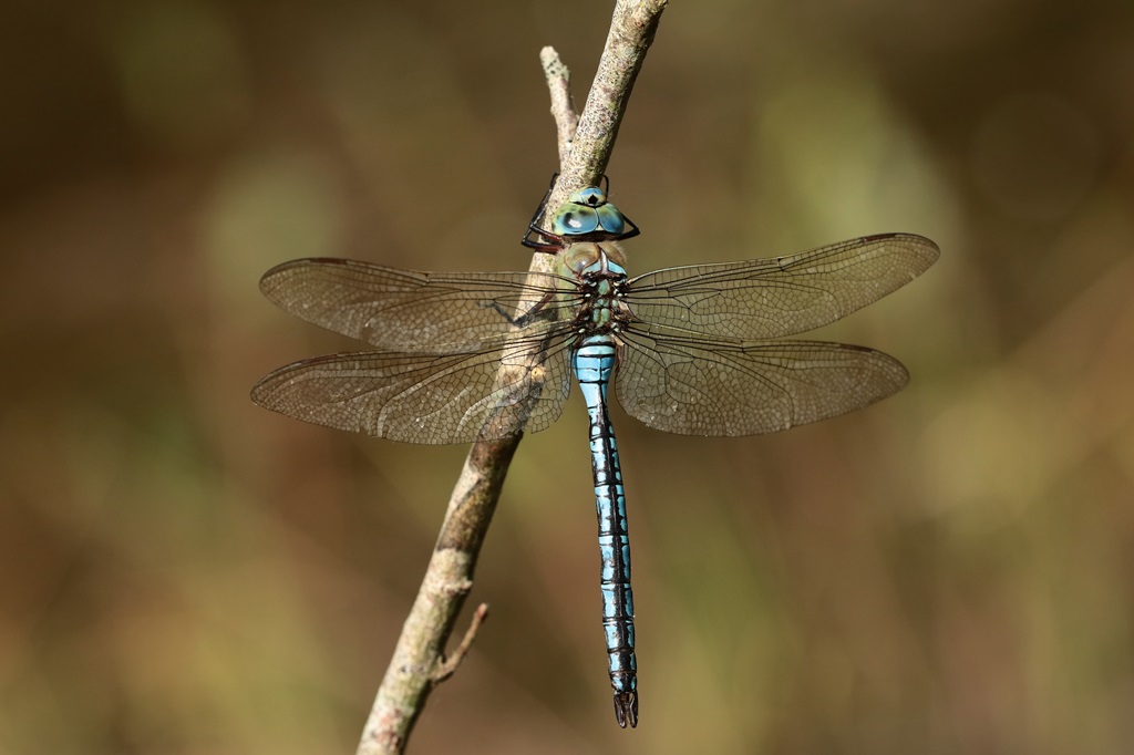 2 IMG_0532X.JPG