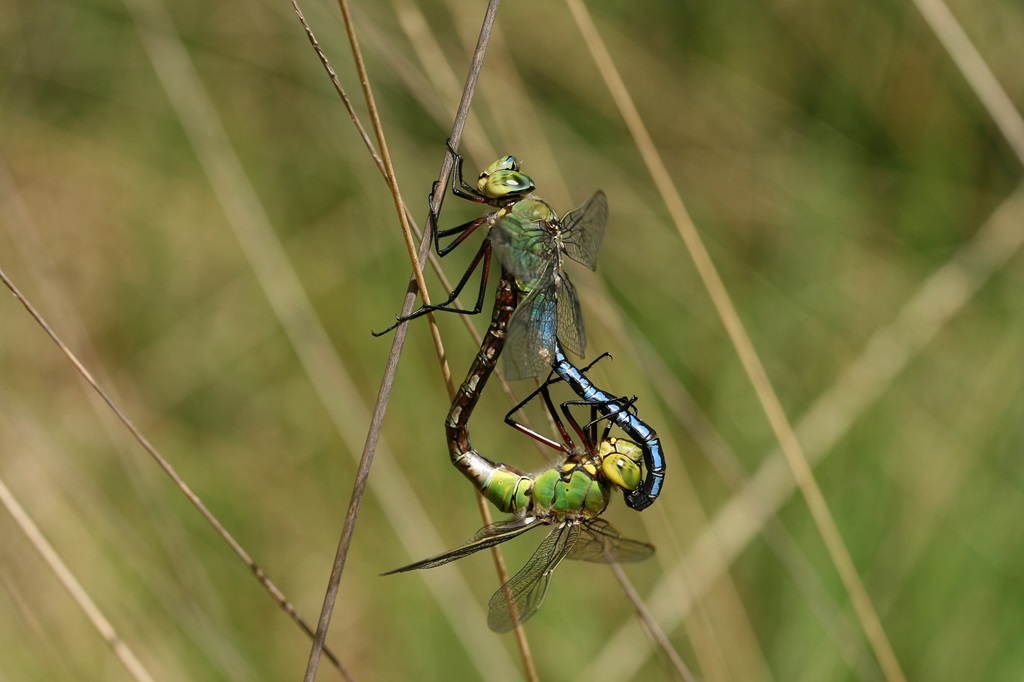 7 IMG_3231X.JPG